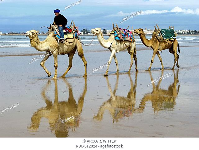 Marocco, Africa, cameleer, Beach, Essaouira