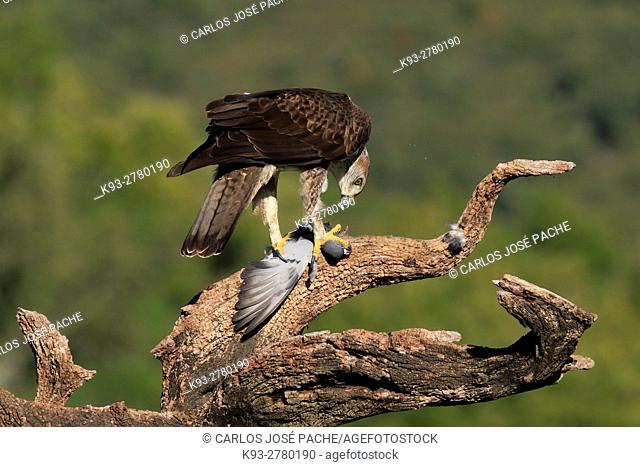 Bonelli's eagle (Aquila fasciata) with prey. Parque Nacional de Monfrague, Extremadura, Spain