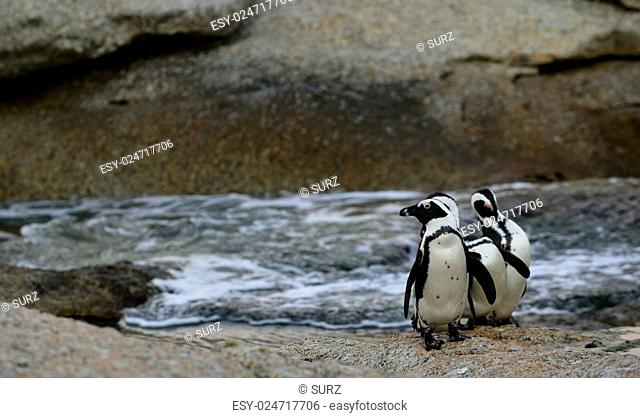 Group of African penguins (spheniscus demersus) at the Boulders colony. South Africa