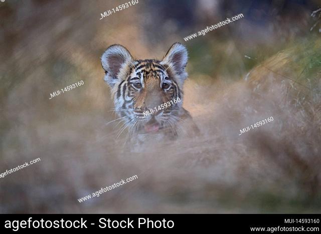 Siberian tiger (Panthera tigris altaica), young in gras