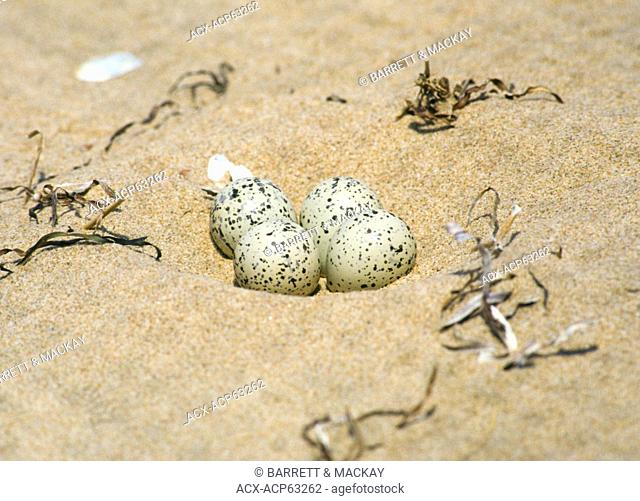 Piping Plover eggs, (Charadrius melodus), Prince Edward Island National Park, Canada