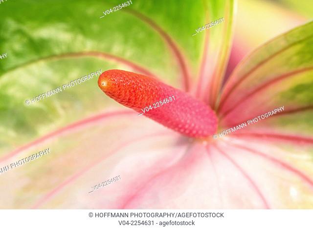 Close up of a flamingo flower (Anthurium)