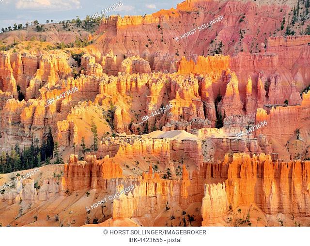 Pinnacles in the evening light, Bryce Canyon National Park, Utah, USA