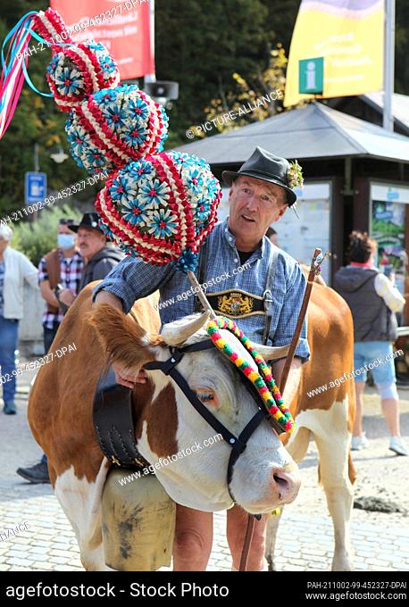 02 October 2021, Bavaria, Schönau am Königssee: A cow decorated with ribbons wreaths and bell is prepared for its crossing over the Königssee
