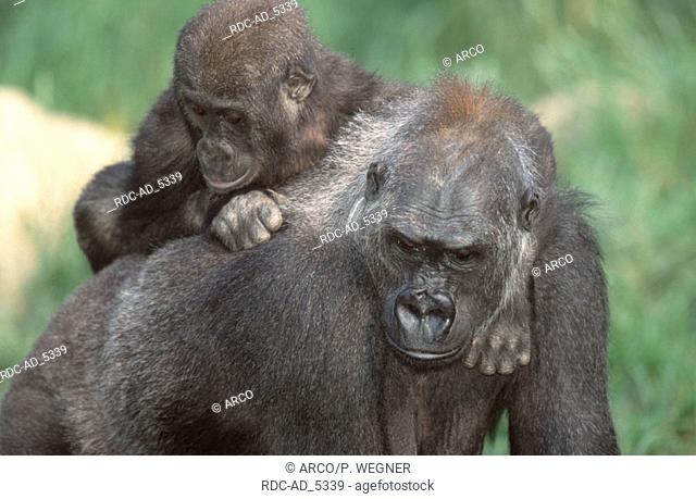 Western Gorillas female with young Gorilla gorilla gorilla