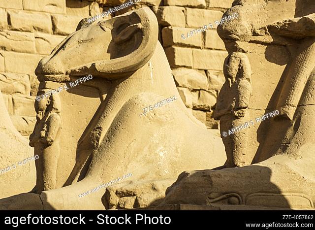 Detail of ram statues. Avenue of the Rams. Temple of Karnak. El-Karnak, Luxor Governorate, Egypt, Africa, Middle East