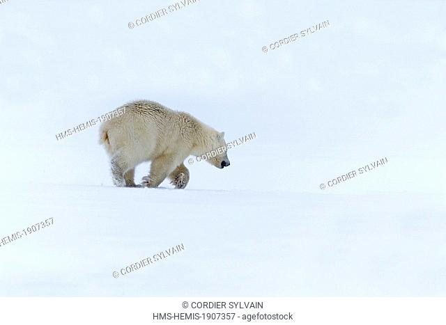 United States, Alaska, Arctic National Wildlife Refuge, Kaktovik, Polar Bear (Ursus maritimus), yearling running