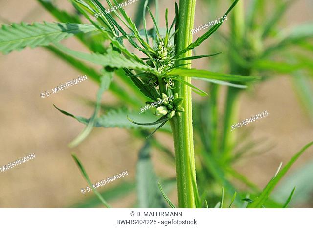 Indian hemp, marijuana, mary jane (Cannabis sativa), hemp plant, female inflorescence, Germany, North Rhine-Westphalia, Ruhr Area, Castrop-Rauxel