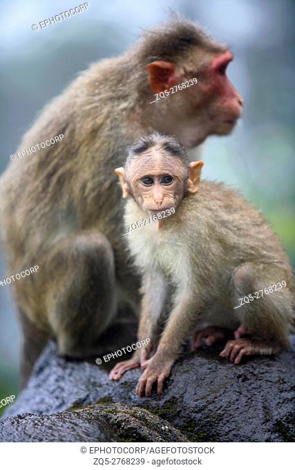 Bonnet macaque (Macaca radiata) mother cleaning Young one, Western Ghats, Maharastara, India