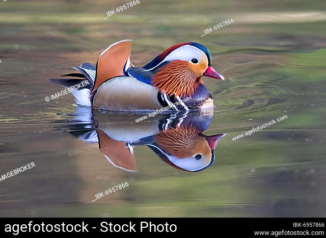 Mandarin ducks (Aix galericulata), reflected on the water surface, Bochum, North Rhine-Westphalia, Germany, Europe