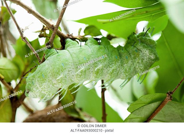 Caterpillar eating leaves