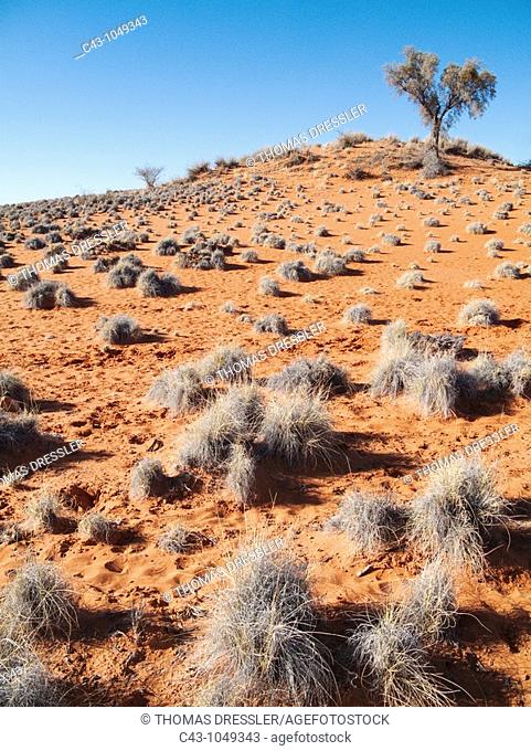 Namibia - Grass-grown red Kalahari dune east of the town of Gochas  Kalahari Desert, Namibia