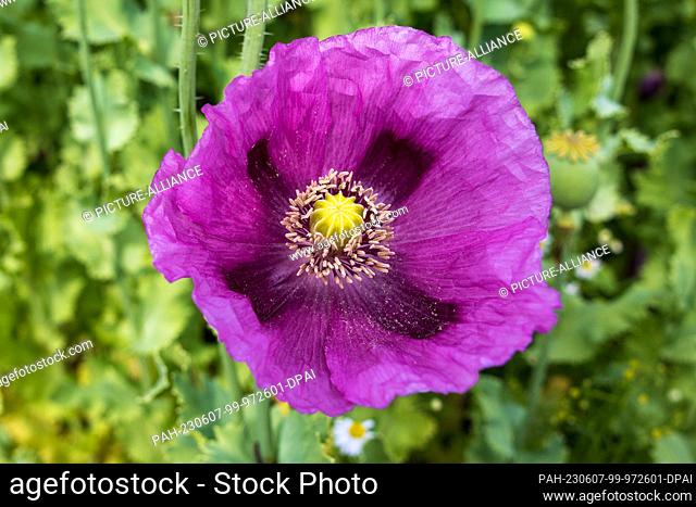 07 June 2023, Saxony, Wilsdruff: In a field near the Saxon town of Wilsdruff, there are poppies (Papaver somniferum). However
