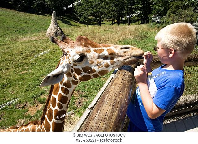 Battle Creek, Michigan - A boy feeds crackers to a giraffe in the Wild Africa exhibit at the Binder Park Zoo