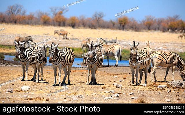 Eine Herde Zebras beim Trinken am Wasserloch