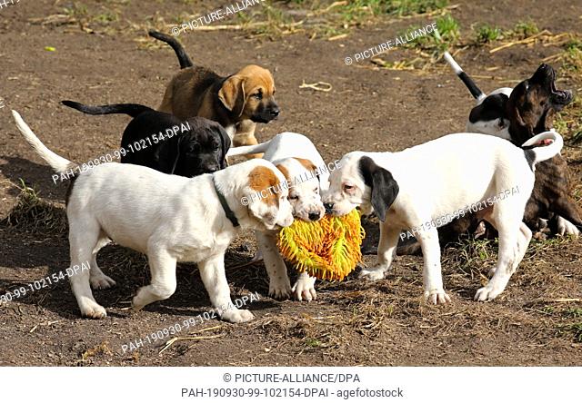 30 September 2019, Mecklenburg-Western Pomerania, Neustrelitz: On a yard in Userin play puppies, which were brought by bitch ""Freya"" on 05.08
