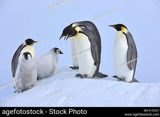 Emperor penguins (Aptenodytes forsteri), Adults and Chicks, Snow Hill Island, Antarctic Peninsula, Antarctica