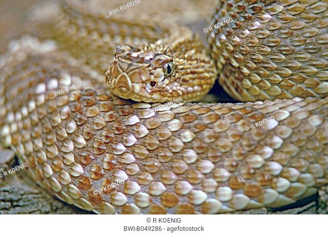 neotropical rattlesnake, cascabel Crotalus durissus durissus, Crotalus terrificus, portrait
