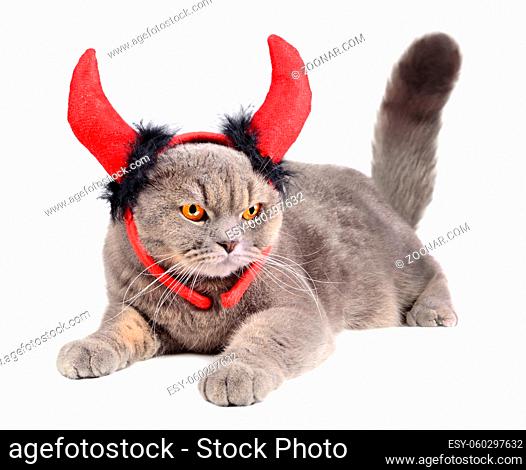 Portrait of British gray cat wearing a devil costume on white background