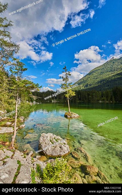 Hintersee, Norway spruce (Picea abies), Ramsau, Berchtesgaden National Park, Berchtesgadener Land, Upper Bavaria, Bayern, Deutschland