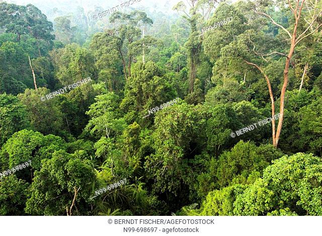 Tropical lowland rainforest, canopy, canopy, Bukit Bankirai, Kalimantan, Borneo, Indonesia