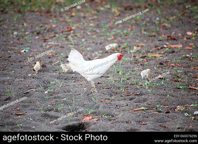 Chicken family searching food at beach sand