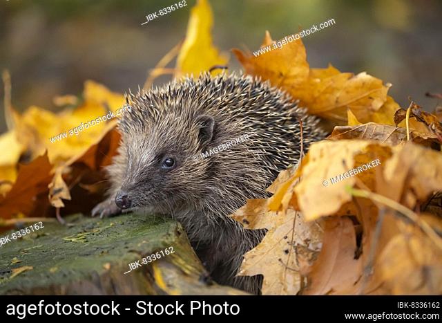 European hedgehog (Erinaceus europaeus) adult walking through fallen Autumn leaves, Suffolk, England, United Kingdom, Europe