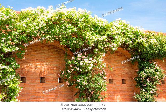Huge white flowering rambler rose at a brick wall