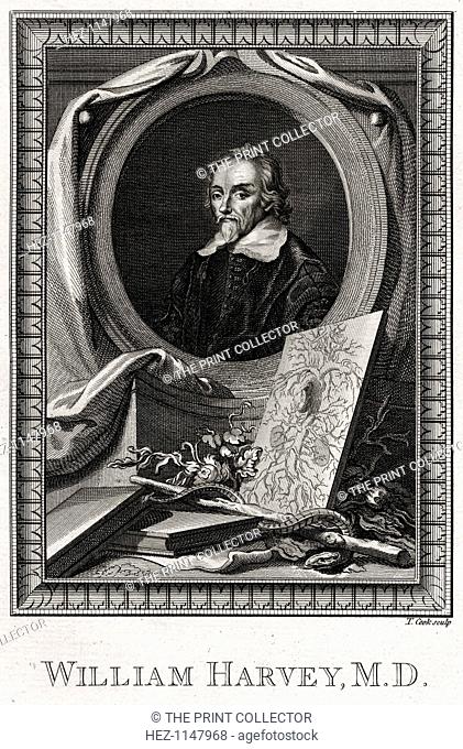 'William Harvey', 1777. Harvey (1578-1657) was an English medical doctor who is credited with first correctly describing, in exact detail
