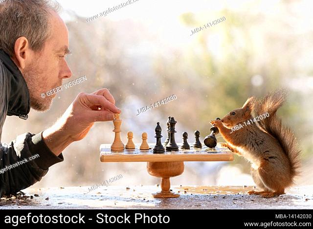 red squirrel and man are playing chess