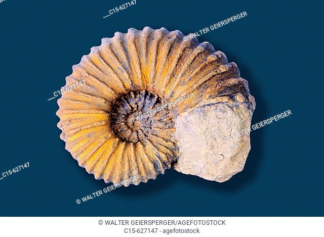 Ammonite, Newboldiceras Sp.   age: Cretaceous, Cenomanian,  ca 95 millions years, habitat: Madagascar