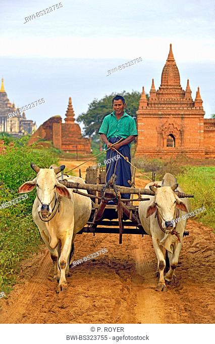 domestic cattle (Bos primigenius f. taurus), man going to the next village on a mud road with a bullock cart, Burma, Bagan