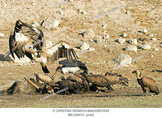 Fighting Cape Griffon or Cape Vulture (Gyps coprotheres) and Marabou Stork (Leptoptilos crumeniferus) at a animal cadaver in the dry riverbed, Boteti River