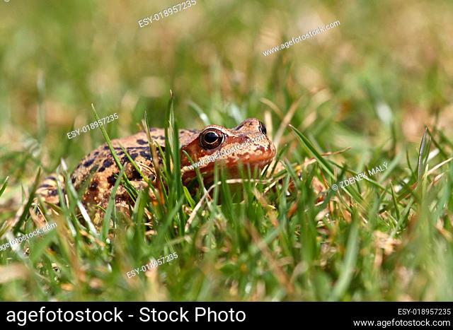 brown frog Rana temporaria