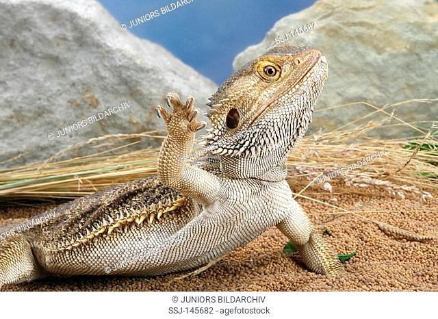 bearded dragon / Pogona vitticeps restrictions: Tierratgeber-Bücher / animal guidebooks