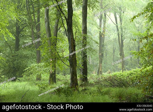 A misty beech woodland in summer at Stockhill Wood in the Mendip Hills, Somerset, England