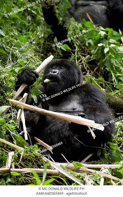 Mountain Gorillas (Gorilla beringei beringei) in the Volcanoes NP, Rwanda, Amahoro female eating bamboo