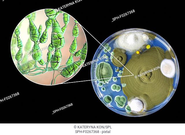 Filamentous allergenic fungus Alternaria alternata, computer illustration of fungal morphology and photograph of fungal colonies on Sabouraud Dextrose Agar