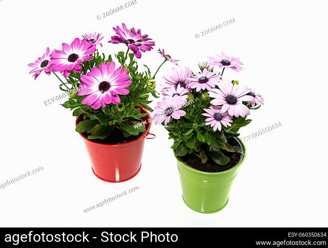 spanish daisy flowers in red and green bucket isolated on white