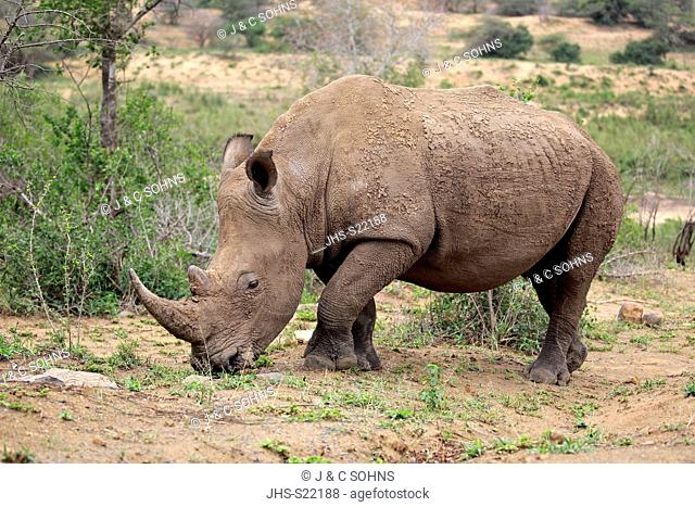 White Rhinoceros, Square-Lipped Rhinoceros, (Ceratotherium simum), adult male feeding, Hluhluwe Umfolozi Nationalpark, Hluhluwe iMfolozi Nationalpark
