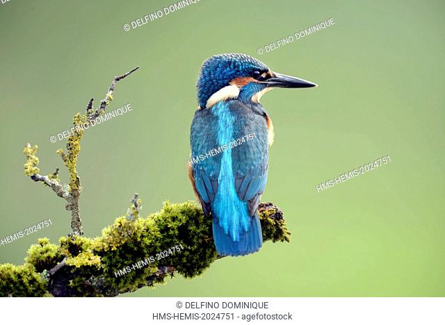 France, Doubs, natural space of Allan, Brognard, Kingfisher (Alcedo atthis), juvenile perched on a terrace overlooking the water surface on the lookout for prey...