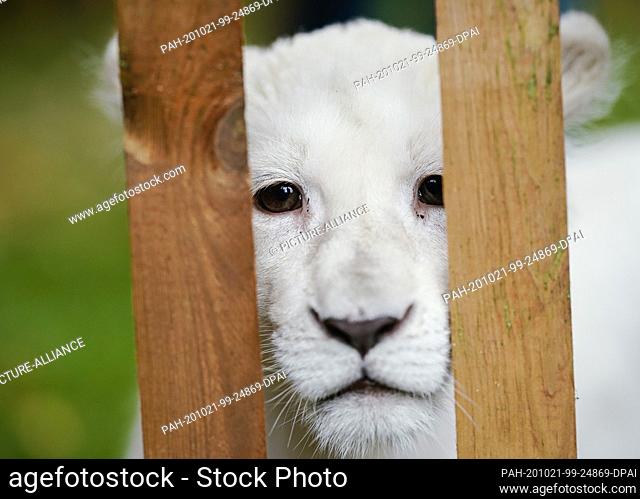 21 October 2020, Rhineland-Palatinate, Landau: The baby lion Lea looks through a fence after a press conference at the terrarium and desert zoo ""Reptilium""