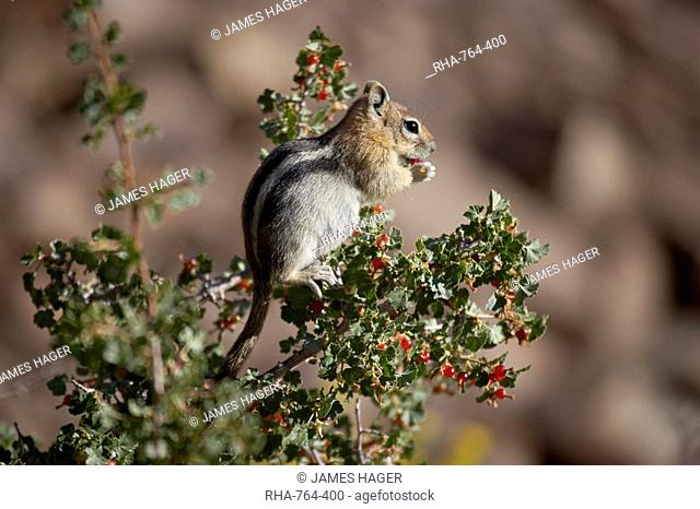 Golden-mantled squirrel Citellus lateralis eating berries, Ancient Bristlecone Pine Forest, California, United States of America, North America