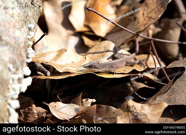 Brown-phase green anole (Anolis carolinensis) hiding in dried leaf litter