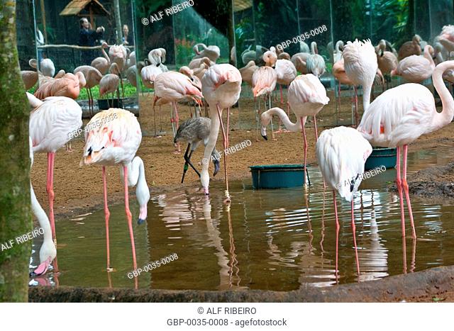 Park Aves; Flamingo; Phoenicopterus ruber; Foz do Iguaçu; Parana; PR; Brazil