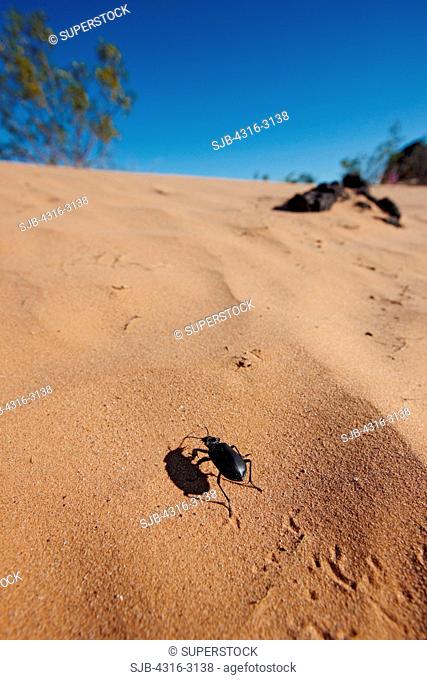 A pinacate beetle Eleodes spp, also known as a stink beetle, on a sand dune, Cabeza Prieta National Wildlife Refuge, southern Arizona