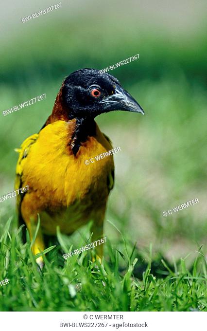 Village weaver, Spotted-backed weaver Ploceus cucullatus, Textor cucullatus, male in nuptial colouration sitting in the grass