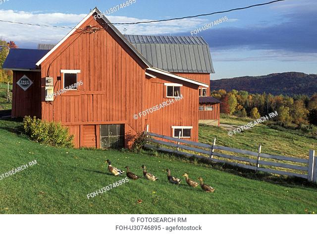 red barn, farm, Groton, VT, Vermont, Five ducks waddling in a row in front of the red barn at Rockhaven Farm in Groton in the autumn
