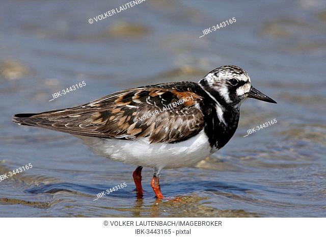 Ruddy Turnstone (Arenaria interpres), in breeding plumage, East Frisian Islands, East Frisia, Lower Saxony, Germany