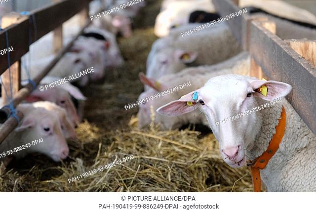 18 April 2019, Saxony, Pausitz: Sheep of the breed Ostfriesisches Milchschaf stand in a stable. Sheep farmer Wolfgang Görne does not offer Easter lambs as his...